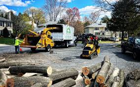 How Our Tree Care Process Works  in  Flossmoor, IL