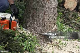 Trusted Flossmoor, IL Tree Removal Experts