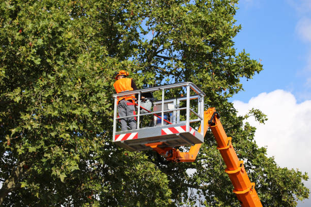 Best Leaf Removal  in Flossmoor, IL