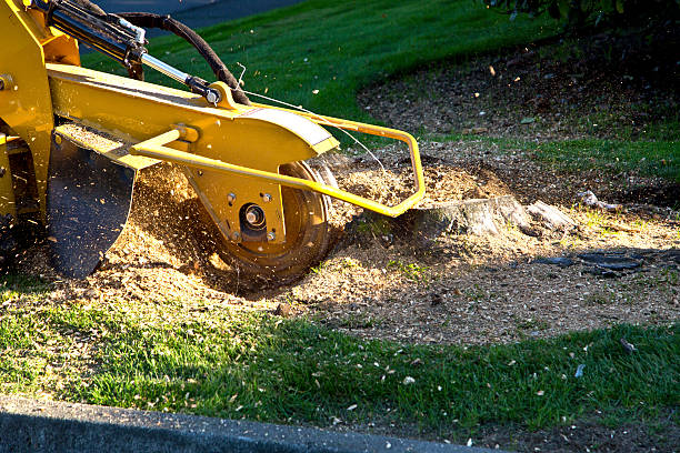Best Tree Disease Treatment  in Flossmoor, IL